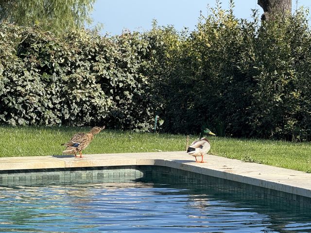 Maison à vendre - 6 pièces - 200 m2 - Chateauneuf Grasse - 06 - PROVENCE-ALPES-COTE-D-AZUR